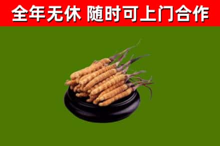 永定区烟酒回收冬虫夏草.jpg